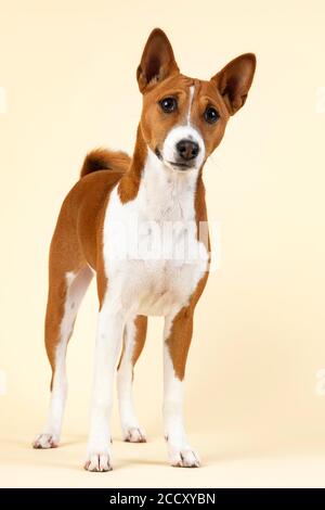 Basenji ou Congo Terrier (Canis lupus familiaris), jeune animal, debout, 6 mois, rouge-blanc, enregistrement studio, Autriche Banque D'Images