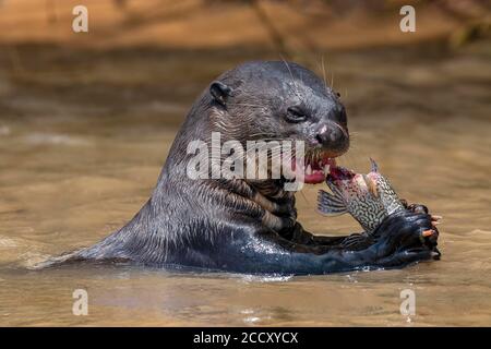 Loutre géante (Pteronura brasiliensis), mange des poissons capturés, portrait animal, Pantanal, Mato Grosso, Brésil Banque D'Images