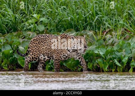 Jaguar (Panthera ONCA), passage à gué dans la région côtière, Matto Grosso do Sul, Pantanal, Brésil Banque D'Images