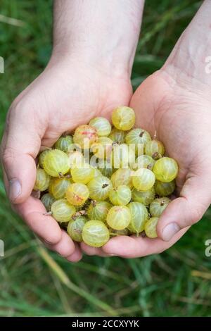 Groseille (Ribes uva-crispa), récoltée, main, Velbert, Rhénanie-du-Nord-Westphalie, Allemagne Banque D'Images