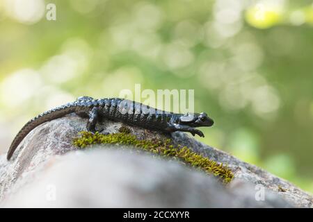 Salamandre alpine (Salamandra atra), marche sur roche avec mousse, Allgaeu, Bavière, Allemagne Banque D'Images