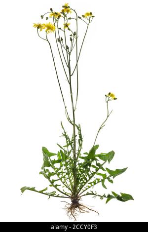 Hachweed commun (Hieracium lachenalii) sur sol blanc, Allemagne Banque D'Images