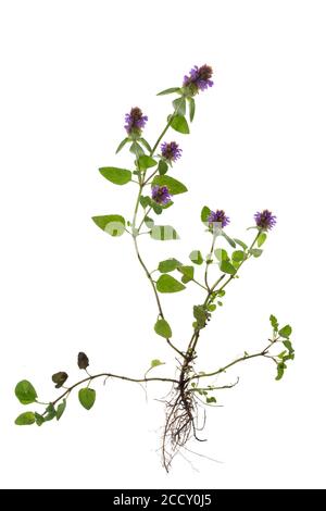 Autocicatrisation commune (Prunella vulgaris) sur fond blanc, Allemagne Banque D'Images