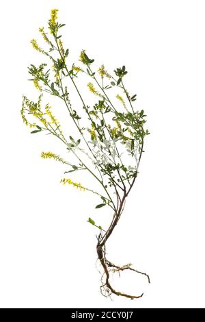 Trèfle jaune doux (Melilotus officinalis) sur fond blanc, Allemagne Banque D'Images