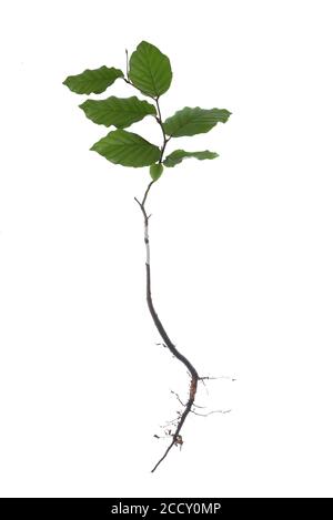 Hêtre oriental (Fagus orientalis), plantule, sur sol blanc, Allemagne Banque D'Images