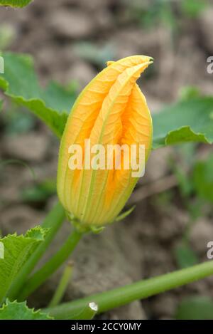 Fleur de courgettes (Cucurbita pepo), Bavière, Allemagne Banque D'Images