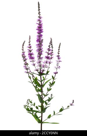 Salicaire pourpre (Lythrum salicaria) sur fond blanc, Allemagne Banque D'Images