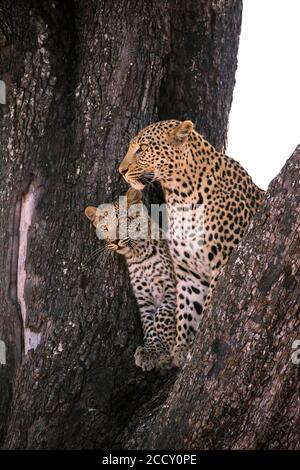 Léopard (Panthera pardus ), femelle avec juvénile regardant dans l'arbre, delta d'Okavango, Botswana Banque D'Images