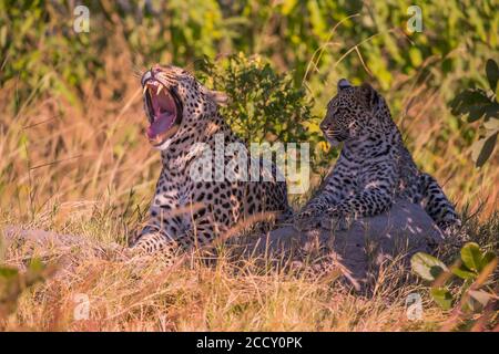 Léopard (Panthera pardus ), Femme avec jeune, bâilling, Okawangodelta, Botswana Banque D'Images