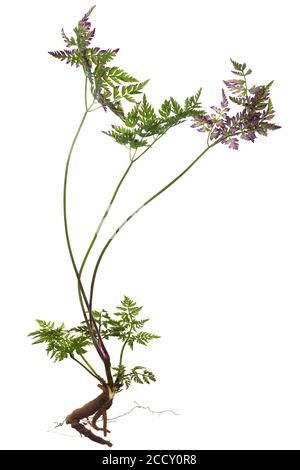 Feuilles colorées de persil de vache (Anthriscus sylvestris) sur fond blanc, Allemagne Banque D'Images