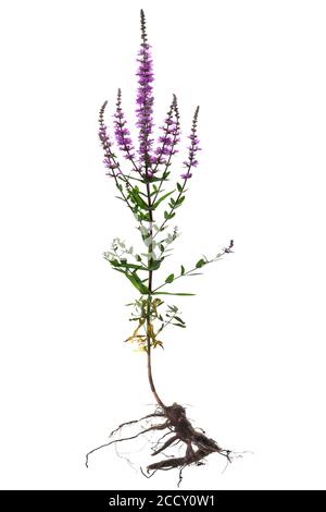 Salicaire pourpre (Lythrum salicaria) sur fond blanc, Allemagne Banque D'Images
