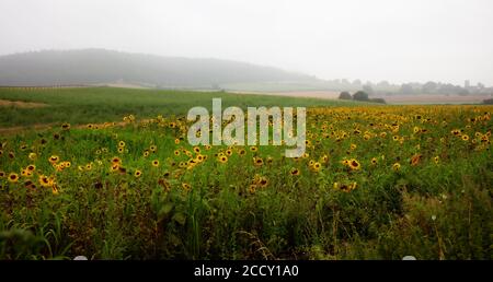 Tournesols dans un champ sur un matin d'été brumeux Banque D'Images
