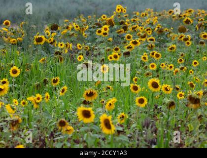 Tournesols dans un champ sur un matin d'été brumeux Banque D'Images