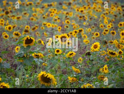 Tournesols dans un champ sur un matin d'été brumeux Banque D'Images