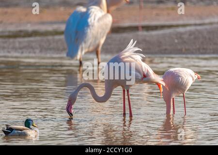 Un troupeau de Flamingos roses à un trou d'eau de forage pour la nourriture Banque D'Images