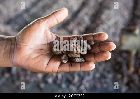 Fèves de cacao d'une main, gros plan, usine de cacao, batete, biologique, Guinée équatoriale Banque D'Images