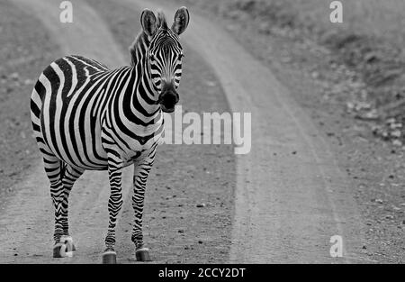 Lone Zebra debout sur une piste de terre route regardant la caméra, en noir et blanc Banque D'Images