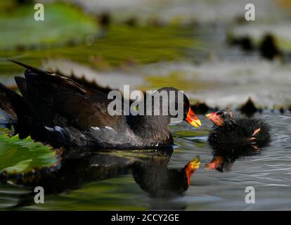 Le moorhen commun (Gallinula chloropus ), jeune animal, poussin, mendiant pour la nourriture, est nourri par l'ancien animal, Baden-Wuerttemberg, Allemagne Banque D'Images