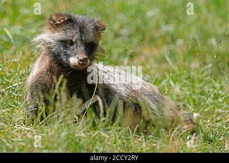 Chien de raton laveur (Nyctereutes procyonoides) Puppy couché dans l'herbe, Allemagne Banque D'Images