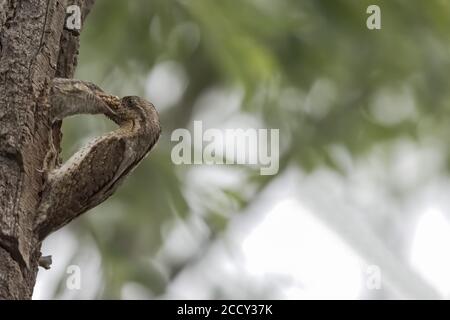 Eeurasien Wryneck (Jynx torquilla), adulte qui nourrit de jeunes oiseaux dans une grotte de reproduction, Hesse, Allemagne Banque D'Images