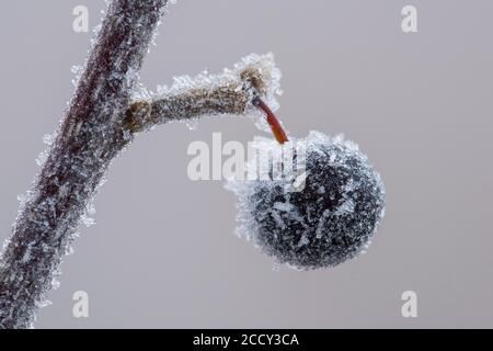 Baie congelée d'une cerise de raisin (Prunus padus L.) à Hoarfrost, hiver, Goldenstedter Moor, Goldenstedt, Basse-Saxe, Allemagne Banque D'Images