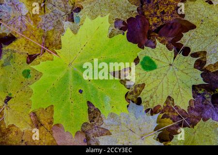 Feuille colorée d'une (Acer) en automne, coloration des feuilles, feuilles, Bodetal, Thale, Saxe-Anhalt, Allemagne Banque D'Images