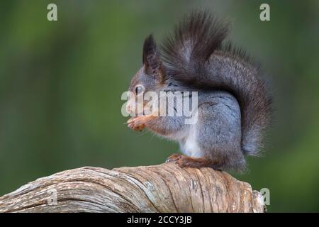 Écureuil (Sciurus) assis sur un vieux pin, mangeant une noix, parc national de Hamra, Jaemtland, Suède Banque D'Images