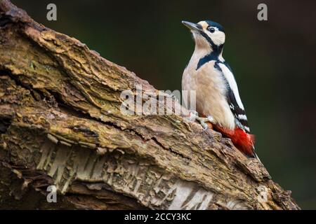 Pivert (Dendrocopos Major) au pic smithy dans la forêt, alimentation, Vechta, Allemagne Banque D'Images