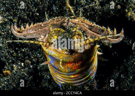 Ver Bobbit, (Eunice aphroditois), détroit de Lembeh, Indopacific, Indonésie Banque D'Images