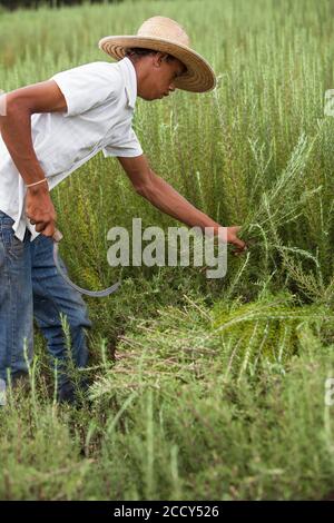 Les travailleurs de terrain récoltent des plantes de romarin dans la ferme biologique près d'Itupeva, à Sao Paulo, au Brésil Banque D'Images