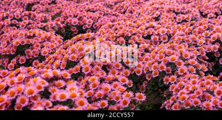 Chrysanthèmes roses vue de dessus de la clairière. Fond floral panoramique rose. Arrière-plan de l'automne. Fleurs lumineuses dans le jardin. Texture de fleur, layou Banque D'Images