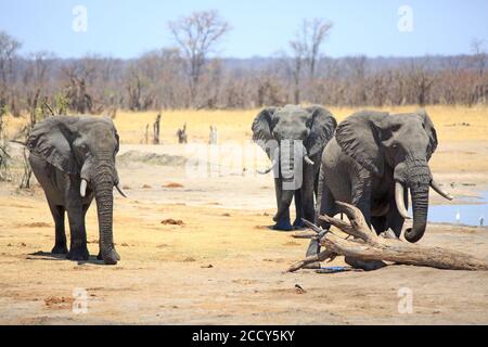 Trois grands éléphants de taureau traversant les plaines sèches et poussiéreuses avec un fond naturel de brousse sur un ciel bleu pâle, parc national de Hwange, Zimbabwe Banque D'Images