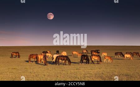 Belle soirée en steppe mongole. Province de TUV, Mongolie Banque D'Images