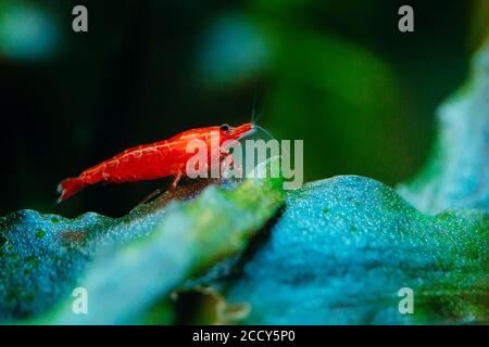 Grande crevette rouge feu ou naine cerise avec fond vert dans un aquarium d'eau douce. Banque D'Images