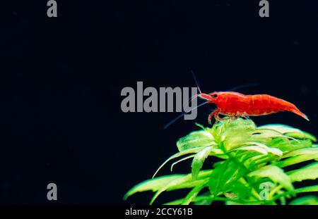 Grande crevette rouge feu ou naine cerise avec fond vert dans un aquarium d'eau douce. Banque D'Images