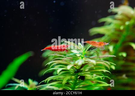 Grande crevette rouge feu ou naine cerise avec fond vert dans un aquarium d'eau douce. Banque D'Images