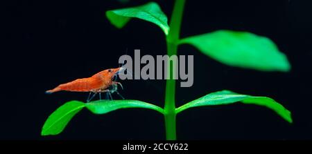 Grande crevette rouge feu ou naine cerise avec fond vert dans un aquarium d'eau douce. Banque D'Images