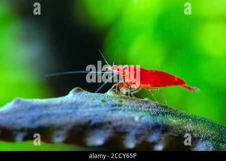 Grande crevette rouge feu ou naine cerise avec fond vert dans un aquarium d'eau douce. Banque D'Images