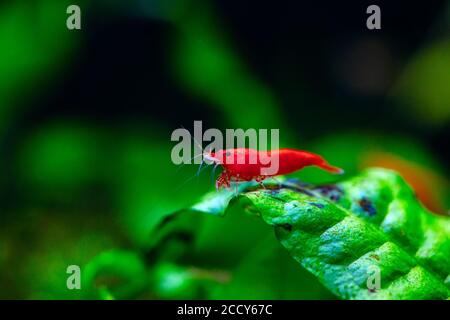 Grande crevette rouge feu ou naine cerise avec fond vert dans un aquarium d'eau douce. Banque D'Images