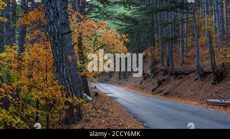 Panorama de la route dans la forêt d'automne. Fond naturel d'automne lumineux. Arbres à feuilles caduques jaunes et grands pins. Serpentine de montagne. Route vide wi Banque D'Images