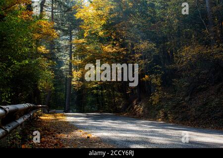 Panorama de la route dans la forêt d'automne. Fond naturel d'automne lumineux. Arbres à feuilles caduques jaunes et grands pins. Serpentine de montagne. Route vide wi Banque D'Images