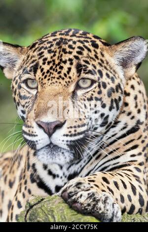 Jaguar (Panthera onca), homme, portrait, Costa Rica, Amérique centrale Banque D'Images