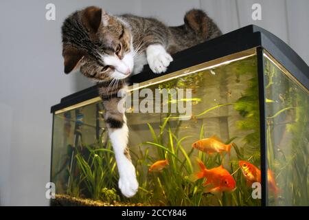 Chat gris assis sur l'aquarium, jouant avec des poissons rouges Banque D'Images