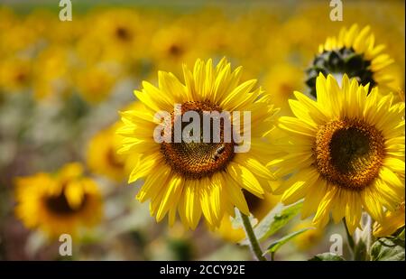 JŸlich, Rhénanie-du-Nord-Westphalie, Allemagne - abeilles sur tournesol fleurs dans un champ de tournesol. Banque D'Images