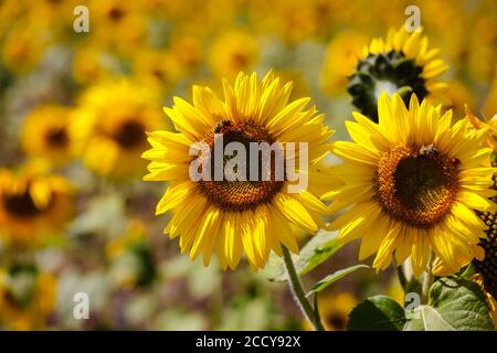 JŸlich, Rhénanie-du-Nord-Westphalie, Allemagne - abeilles sur tournesol fleurs dans un champ de tournesol. Banque D'Images