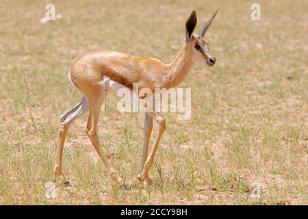 Springbok (Antidorcas marsupialis), jeune homme, marchant dans de l'herbe sèche courte, Parc transfrontalier de Kgalagadi, Cap Nord, Afrique du Sud, Afrique Banque D'Images