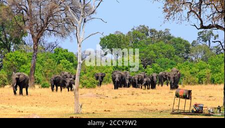 Troupeau d'éléphants africains qui sortent de la brousse vers un trou d'eau, avec une pompe diesel qui pompe l'eau, c'est un épargnant de vie dans le sec Banque D'Images