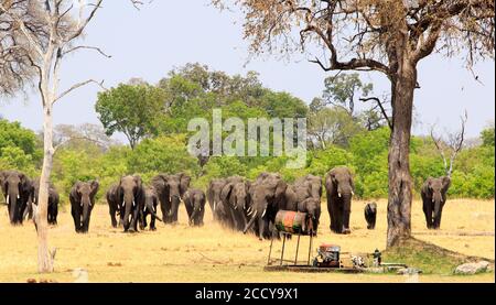 Un grand troupeau d'éléphants africains marchant vers un trou d'eau, avec la pompe diesel au premier plan. Parc national de Hwange, Zimbabwe Banque D'Images