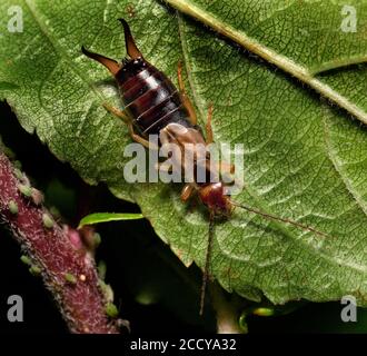 Les Earwigs composent l'ordre des insectes Dermaptera. Avec environ 2,000 espèces dans 12 familles, elles sont l'une des plus petites commandes d'insectes. Banque D'Images