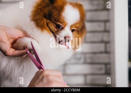 un professionnel prend soin d'un chien spitz dans un salon de toilettage spécialisé. le groomer tient les outils dans les mains. toilettage, animaux, animaux domestiques, coupe de cheveux Banque D'Images